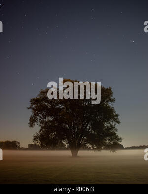 Unico albero in un campo di nebbia di notte con stelle overhead, Hampshire, Regno Unito Foto Stock