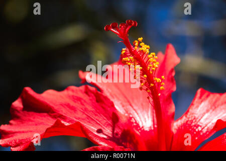 Stame di rosso fiori di ibisco (hibiscus rosa-sinensis) Foto Stock