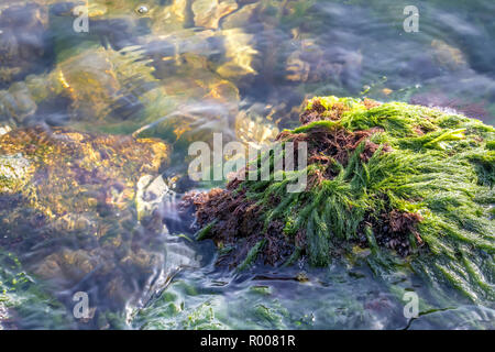 Chiudere la vista del mare con scogli mare moss. Vista giorno Foto Stock