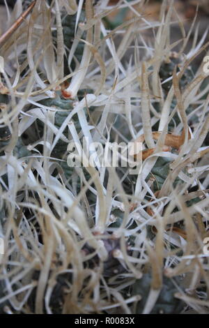 L' Opuntia papyracantha, carta della colonna vertebrale, cactus Tephrocactus papyracanthus, ornamentali cactus e succulente piante del deserto che crescono in un ambiente arido. Foto Stock