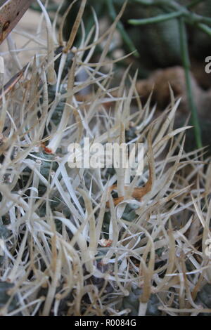 L' Opuntia papyracantha, carta della colonna vertebrale, cactus Tephrocactus papyracanthus, ornamentali cactus e succulente piante del deserto che crescono in un ambiente arido. Foto Stock