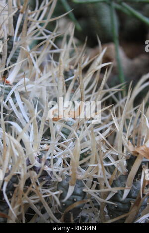 L' Opuntia papyracantha, carta della colonna vertebrale, cactus Tephrocactus papyracanthus, ornamentali cactus e succulente piante del deserto che crescono in un ambiente arido. Foto Stock