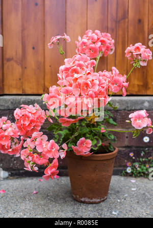 Geranio rosa in un impianto di terracotta pot esterno. Foto Stock