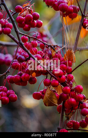 Strozzatura le ciliegie in autunno a Finch Arboretum Foto Stock