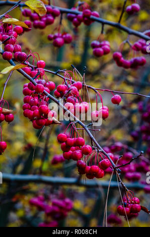 Strozzatura le ciliegie in autunno a Finch Arboretum Foto Stock