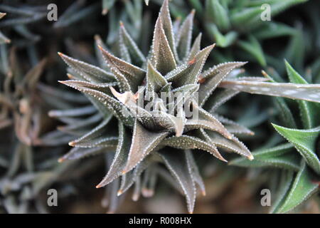 Astroloba ornamentali coltivate cactus e succulente piante del deserto che crescono in un ambiente arido. Foto Stock