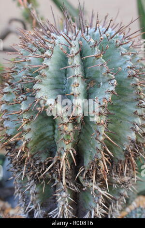 Euphorbia horrida, il latte africana canna, cactus come arbusto, come un succulento ornamentali piante del deserto che crescono in un ambiente arido. Foto Stock