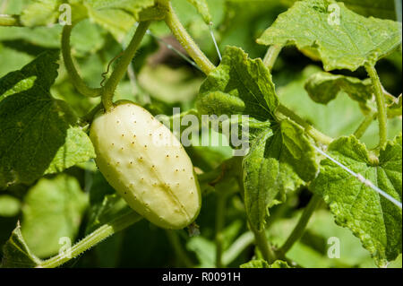 Giallo cetriolo maturazione sulla vite. Foto Stock