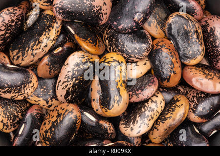 Sacco di tutto il primo piano di colore punteggiato il burro I fagioli dipinto lady scarlet runner varietà flatlay isolato Foto Stock