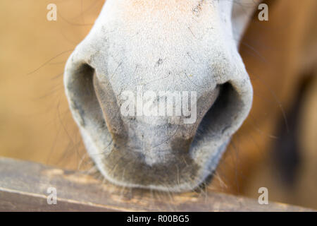 Il naso bianco, narici di un cavallo marrone. Close-up Foto Stock