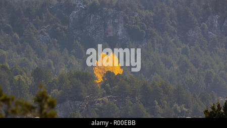 Unico albero con foglie di giallo tra il verde di alberi di pino Foto Stock