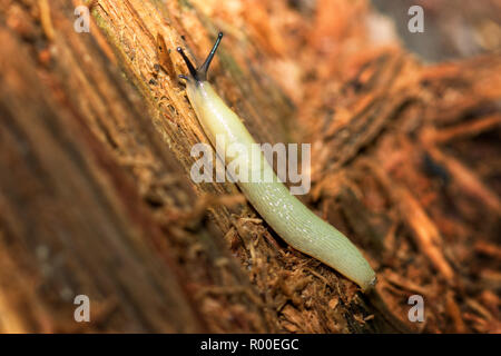 Terra Slug, Arion intermedius Land (slug slug hedgehog) mobile su legno morto Foto Stock