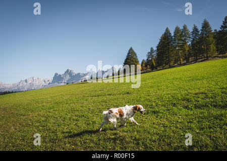 La riproduzione del cane e in esecuzione su un prato alpino sulle alpi italiane in autunno Foto Stock