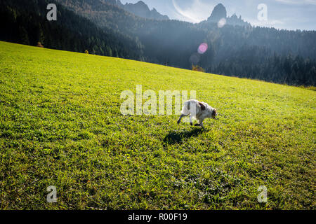 La riproduzione del cane e in esecuzione su un prato alpino sulle alpi italiane in autunno Foto Stock