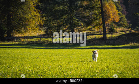 La riproduzione del cane e in esecuzione su un prato alpino sulle alpi italiane in autunno Foto Stock