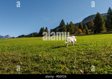 La riproduzione del cane e in esecuzione su un prato alpino sulle alpi italiane in autunno Foto Stock