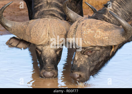 Due Bufali Syncerus caffer tori con close up del loro capo di bere a Sable dam, Kruger National Park, Sud Africa Foto Stock