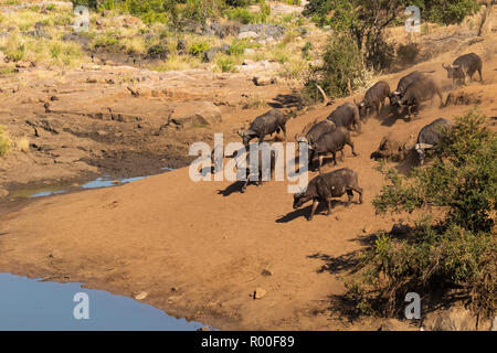 Una mandria di bufali assetata, Synceros caffer correndo verso un fiume nel Parco Nazionale Kruger Sud Africa per bere Foto Stock