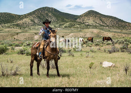 Cowboy ranch wrangler di mano e lariat fune sul cavallo guardando oltre il cavallo come armento che pascolano su prairie Foto Stock