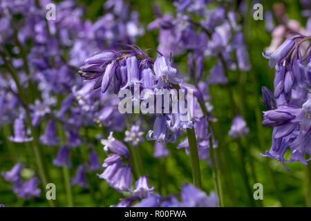 Uno bluebell con un pesante di piegatura di testa al di sopra con il peso di broccoli e stami carichi di polline è a fuoco contro uno sfondo sfocato blueb Foto Stock