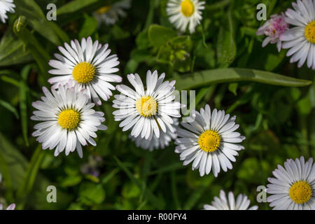 Una collezione di bianco luminoso con margherite con vivaci centri giallo sottolineare il daisy nel centro del telaio che è la sola a fuoco. Foto Stock