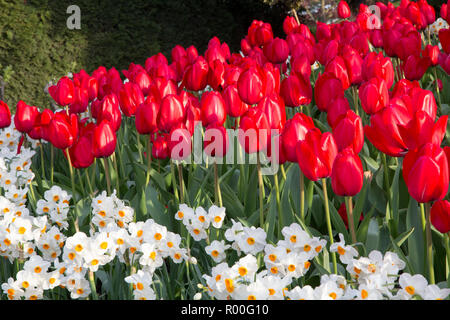 Fantastica rosso tulipani evidenziata da un sole che formano un triangolo in piantagione con il daffodils bianco e verde Foto Stock
