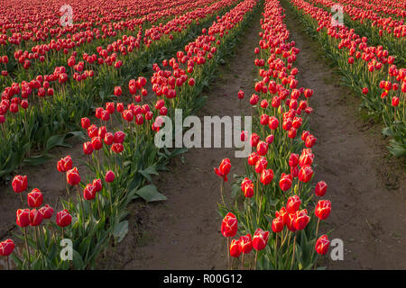 Righe convergenti del rosso e del bianco tulipani portano lontano dal primo piano, illuminata dai raggi dorati di una regolazione del sole Foto Stock