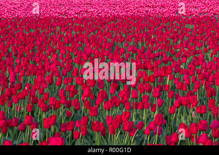 Immagine di 90% riempito con rosso brillante tulipani nel campo. Altri 10% è fuori fuoco rosa tulipani a distanza. Relativamente leggera profondità di campo Foto Stock