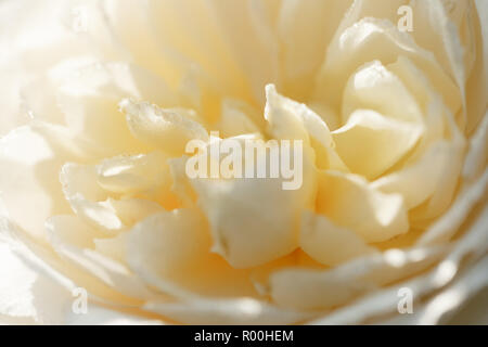 Sfocatura non focalizzato color crema inglese petali di rose, abstract sfondo romantico Foto Stock