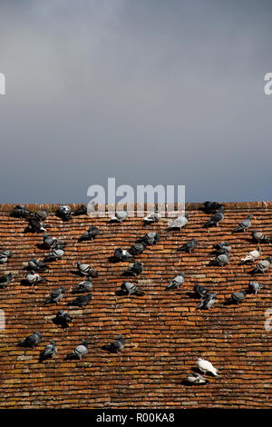 Rock tortore o colombi comune, nome latino Columba livia, sono ' appollaiati su un vecchio tetto di tegole Foto Stock