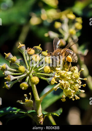 Il miele delle api con il polline sac necta raccolta da una pianta di edera fiore. Foto Stock