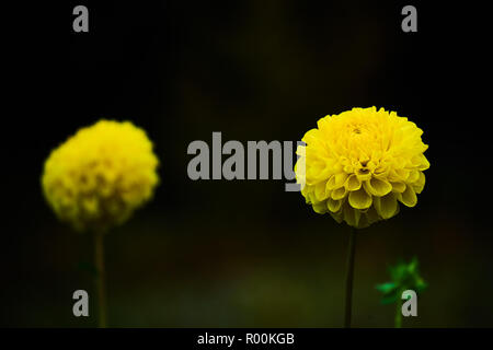 Beautiul dalie giallo scuro su sfondo nero. Foto Stock