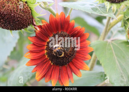 Bumblebee sui semi di girasole Foto Stock