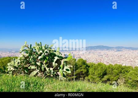 Barcelona, Spagna, ottobre 2018. Grandi cactus nel parco del castello / Castell Mont Juic. Caldo pomeriggio soleggiato. Foto Stock