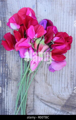 Lathyrus odoratus. Appena raccolto mazzetto di Spencer pisello dolce fiori sul tavolo di legno in un giardino inglese, estate, REGNO UNITO Foto Stock