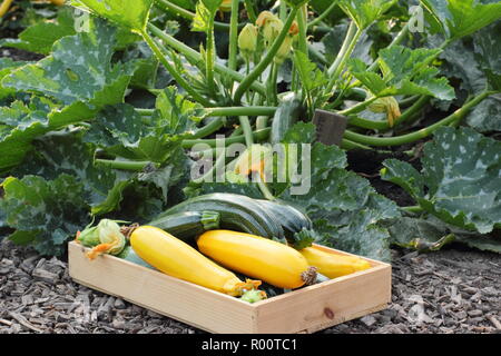 Cucurbita. Appena raccolto la zucchina "macchia verde e giallo 'Soleil' varietà in un inglese un orto, estate, REGNO UNITO Foto Stock