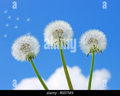 Tre piante di tarassaco sullo sfondo di un cielo blu con nuvole Foto Stock