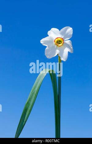 Fiore di narciso su uno sfondo di cielo blu Foto Stock