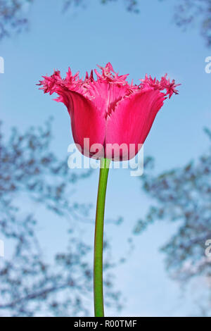 Tulip flower sullo sfondo di un cielo blu e alberi Foto Stock
