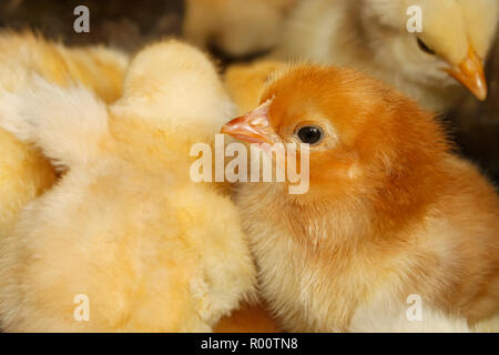 Ritratto di domestici di piccola pollo rossa su uno sfondo del gregge Foto Stock