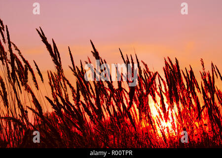 Cime di cereali e piante infestanti infiorescenza sullo sfondo del tramonto, imitazione di fiamma Foto Stock