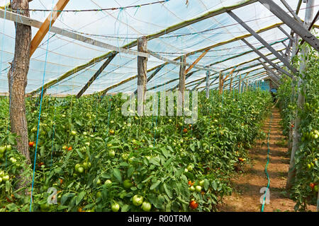 Film in legno serre con pomodori dall'interno Foto Stock