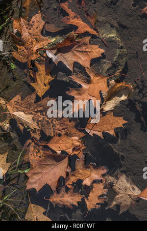 Arancione autunnale di foglie di quercia galleggiano nell'acqua. Foto Stock