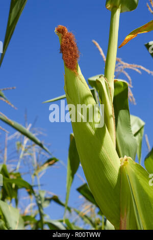 Mais alto sullo sfondo di un cielo blu Foto Stock