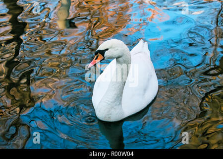 Adulto White Swan galleggia in acqua Foto Stock