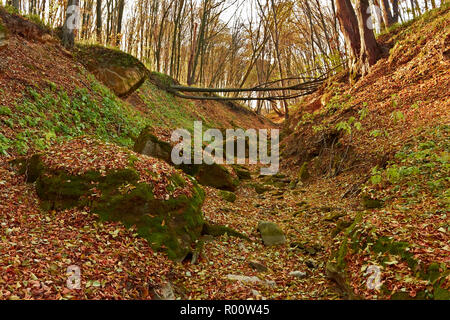 Burrone nella foresta. Calcari ricoperti di muschio verde tra le foglie cadute. La caduta di albero attraverso il burrone Foto Stock