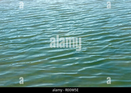 Onde di acqua fresca. L'efflorescenza di alghe verdi Foto Stock