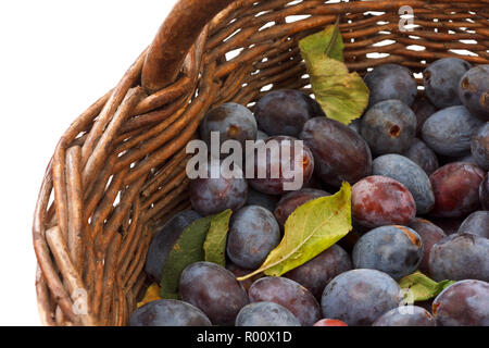 Cesto in Vimini pieno di raccolto di recente viola le prugne. Foto Stock