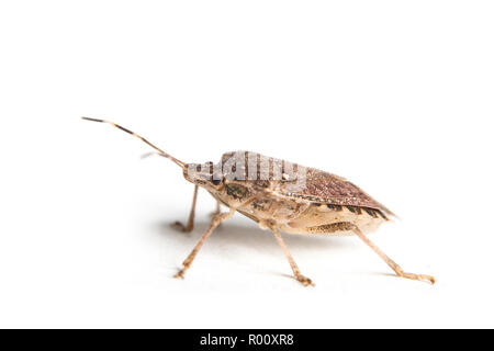 Extreme close up di una viva brown marmorated stink bug con i dettagli di macro Foto Stock