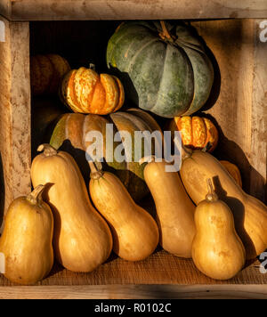 Visualizzazione di zucche e squash verdura Foto Stock